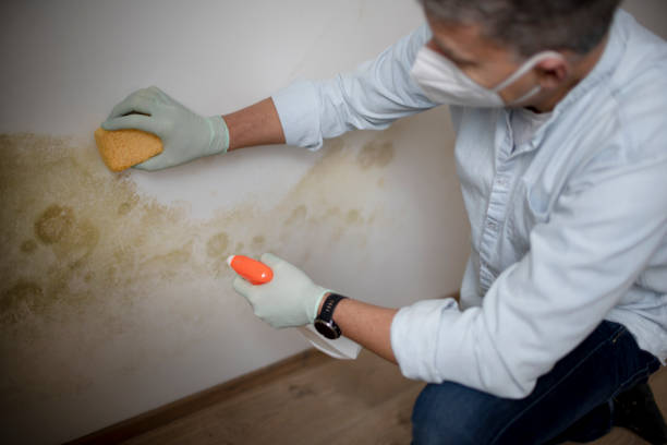 Best Certified Mold Removal  in Madison Lake, MN