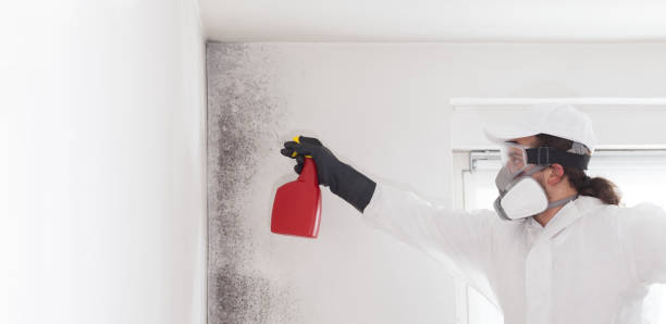 Best Residential Mold Removal  in Madison Lake, MN