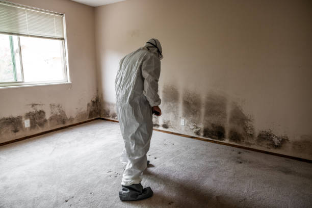Professional Mold Removal in Madison Lake, MN