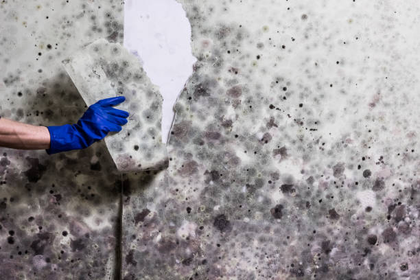 Best Toxic Mold Removal  in Madison Lake, MN